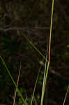 Saltmeadow cordgrass